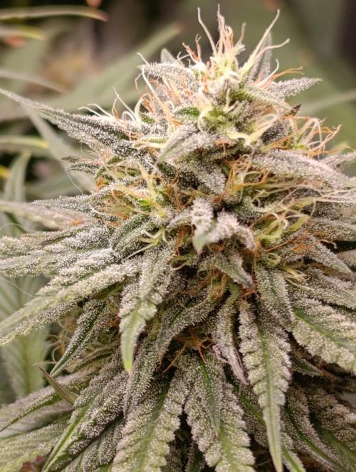 Malasana cookies/Exotic seeds. Week 12