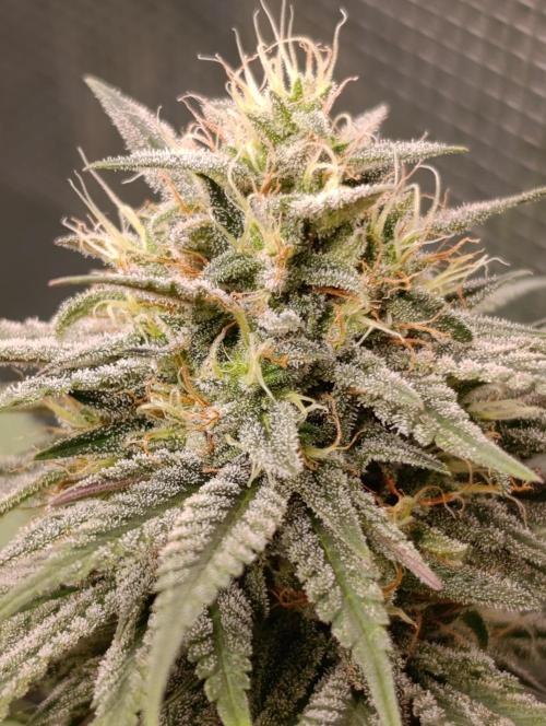 Malasana cookies/Exotic seeds. Week 12