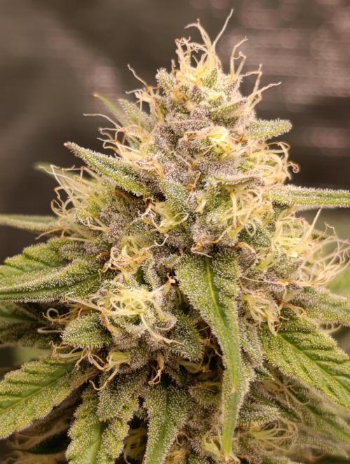 Malasana Cookies. Week 12