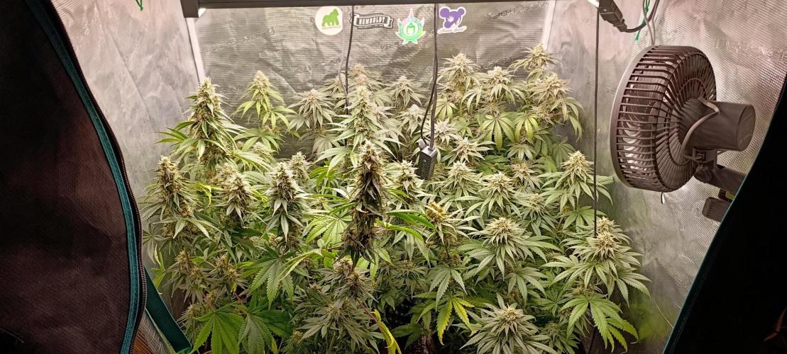 Eternity Grow cup 2026 /Sticky broccoli. Week 13