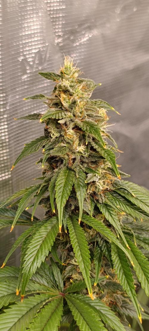 Eternity Grow cup 2026 /Sticky broccoli. Week 13