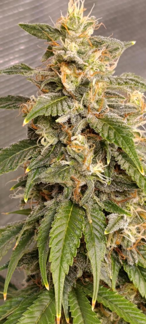 Eternity Grow cup 2026 /Sticky broccoli. Week 13