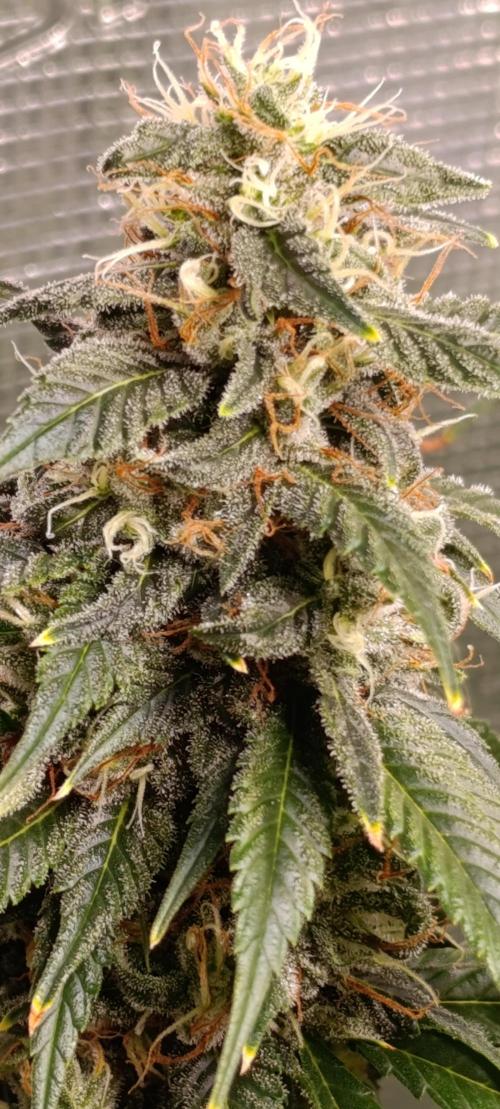 Eternity Grow cup 2026 /Sticky broccoli. Week 13
