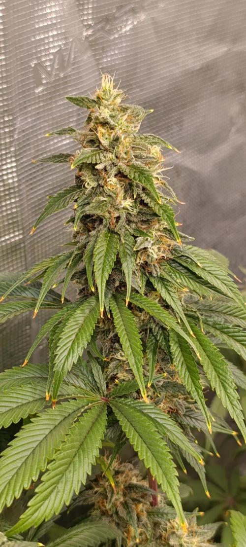 Eternity Grow cup 2026 /Sticky broccoli. Week 13