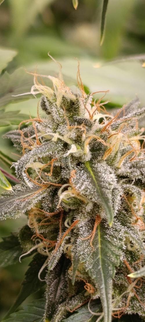 Eternity Grow cup 2026 /Sticky broccoli. Week 13