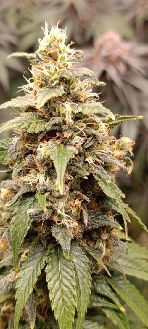 Eternity Grow cup 2026 /Sticky broccoli. Week 13