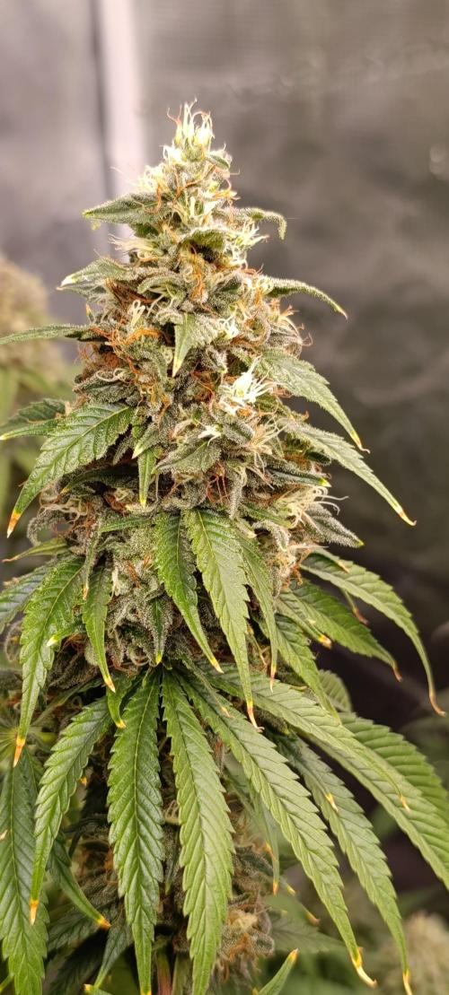 Eternity Grow cup 2026 /Sticky broccoli. Week 13