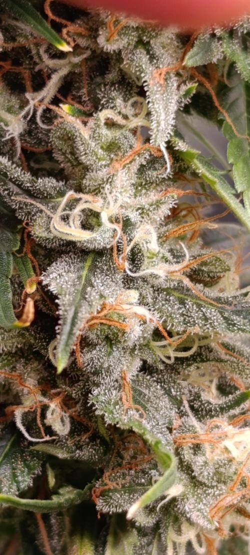 Eternity Grow cup 2026 /Sticky broccoli. Week 13