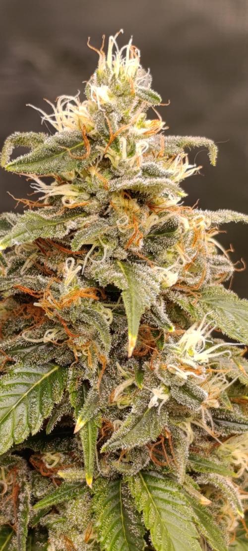 Eternity Grow cup 2026 /Sticky broccoli. Week 13