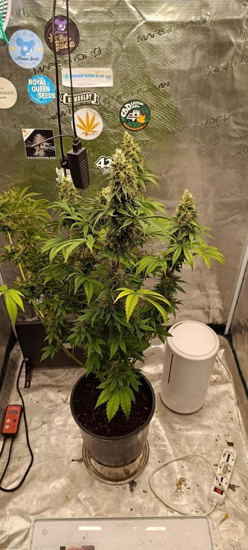 Eternity Grow cup 2026 /Sticky broccoli. Week 13