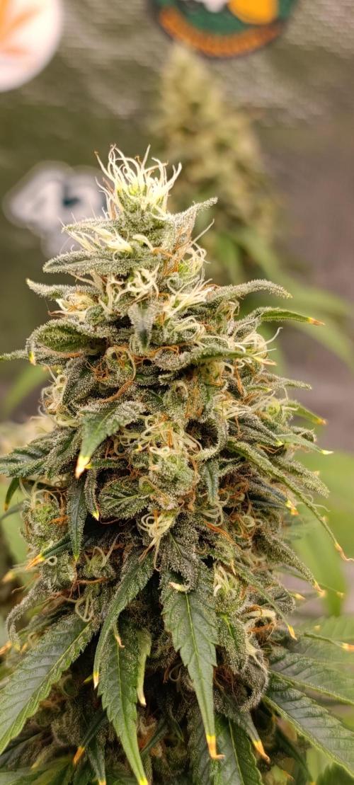 Eternity Grow cup 2026 /Sticky broccoli. Week 13