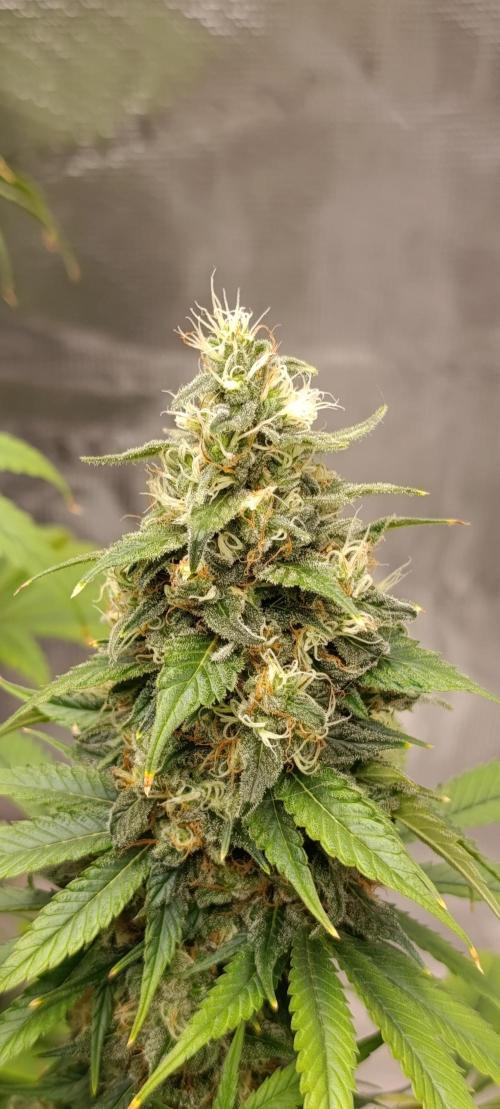 Eternity Grow cup 2026 /Sticky broccoli. Week 13