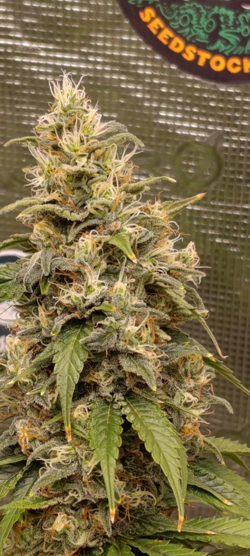 Eternity Grow cup 2026 /Sticky broccoli. Week 13