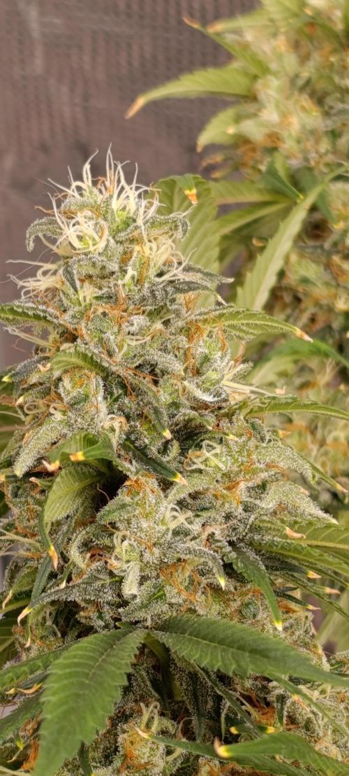 Eternity Grow cup 2026 /Sticky broccoli. Week 13