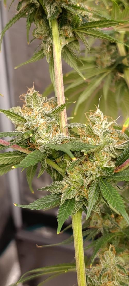 Eternity Grow cup 2026 /Sticky broccoli. Week 13