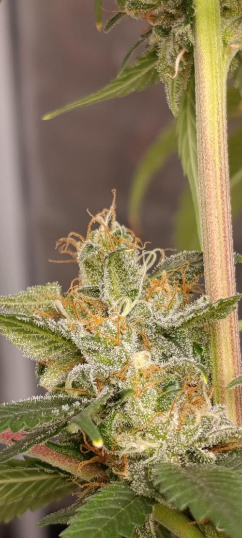 Eternity Grow cup 2026 /Sticky broccoli. Week 13