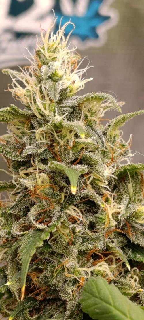 Eternity Grow cup 2026 /Sticky broccoli. Week 13