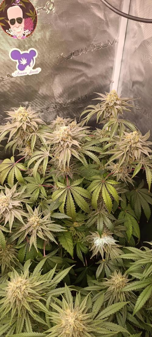 Cherry strudel Sherbisnky/Sensi seeds. Week 13