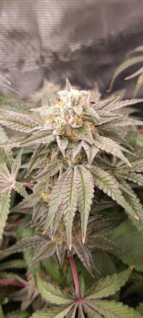 Cherry strudel Sherbisnky/Sensi seeds. Week 13