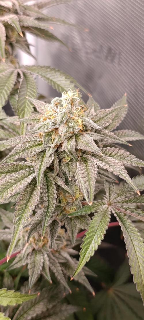 Cherry strudel Sherbisnky/Sensi seeds. Week 13