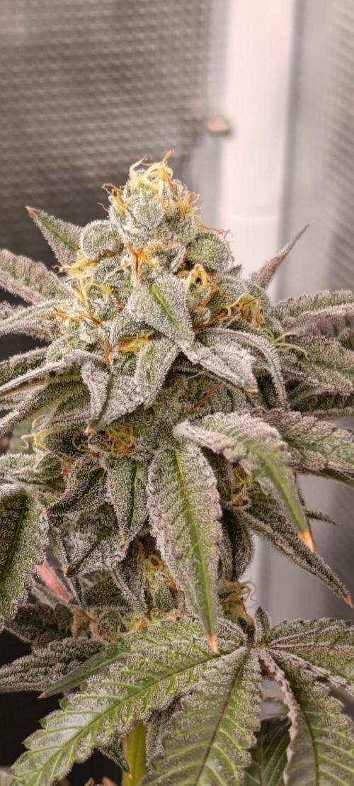 Cherry strudel Sherbisnky/Sensi seeds. Week 13