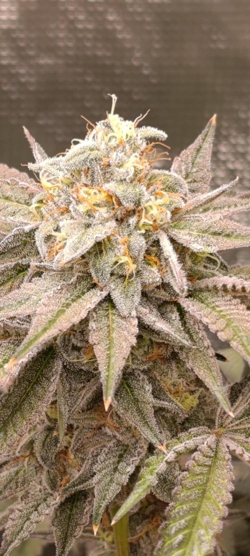 Cherry strudel Sherbisnky/Sensi seeds. Week 13