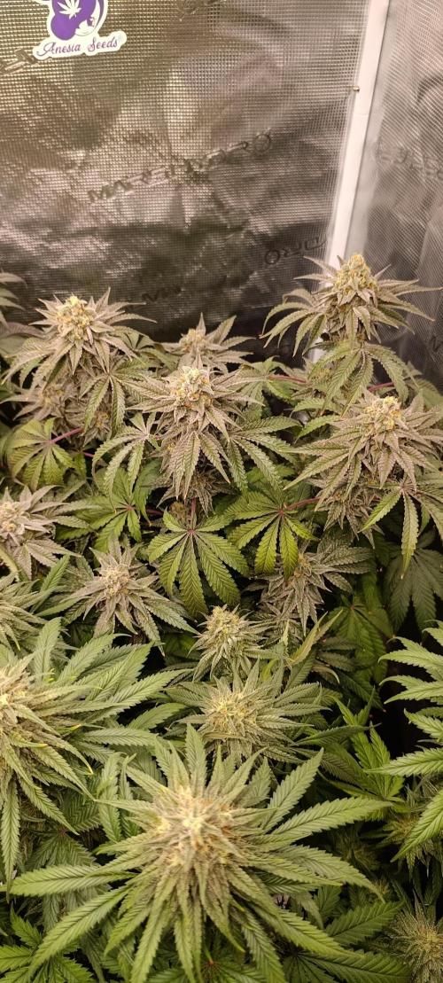 Cherry strudel Sherbisnky/Sensi seeds. Week 13