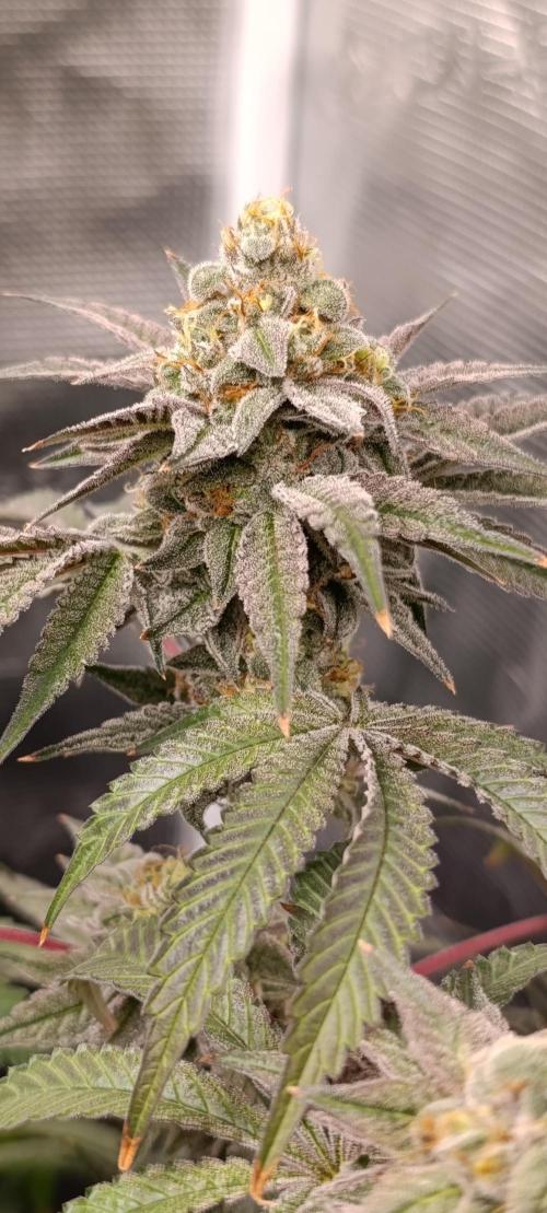 Cherry strudel Sherbisnky/Sensi seeds. Week 13