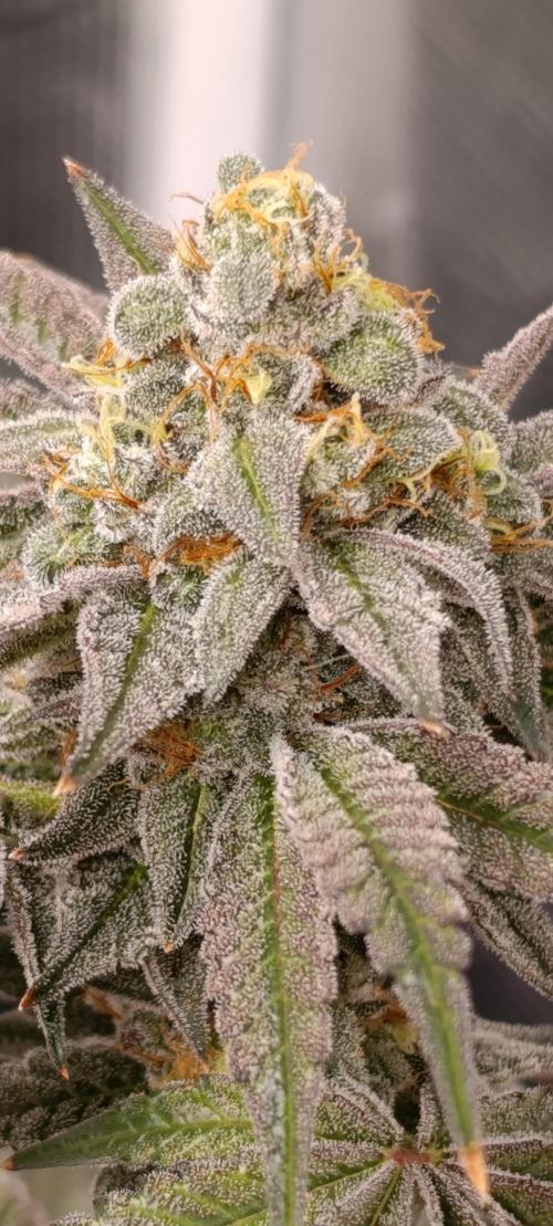 Cherry strudel Sherbisnky/Sensi seeds. Week 13