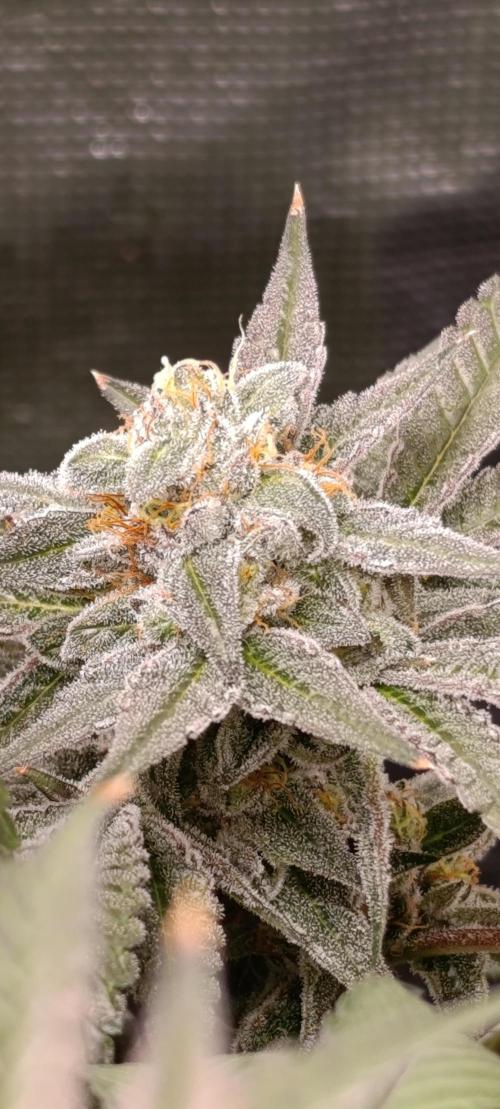 Cherry strudel Sherbisnky/Sensi seeds. Week 13