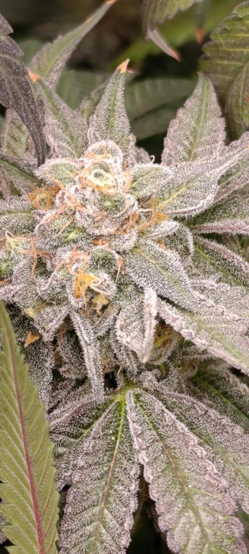 Cherry strudel Sherbisnky/Sensi seeds. Week 13
