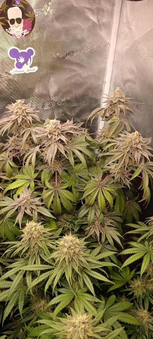 Cherry strudel Sherbisnky/Sensi seeds. Week 13