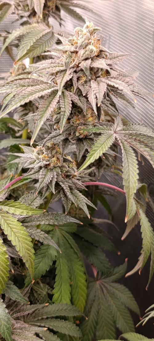 Cherry strudel Sherbisnky/Sensi seeds. Week 13