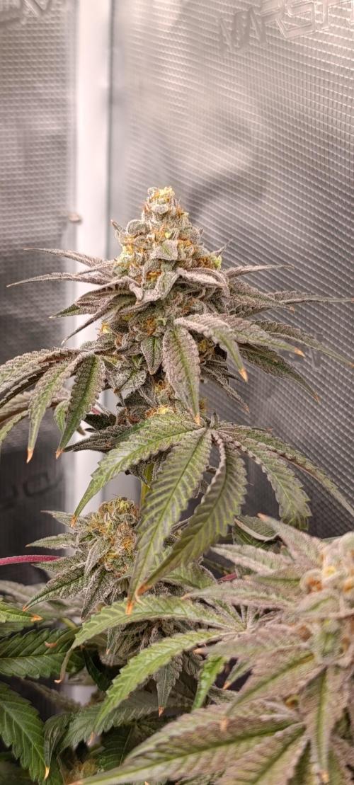 Cherry strudel Sherbisnky/Sensi seeds. Week 13