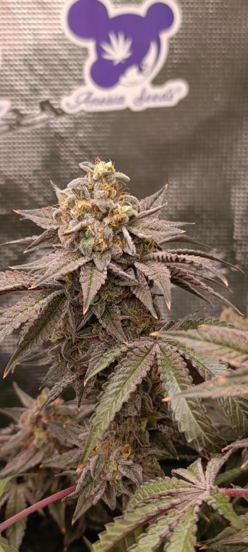 Cherry strudel Sherbisnky/Sensi seeds. Week 13