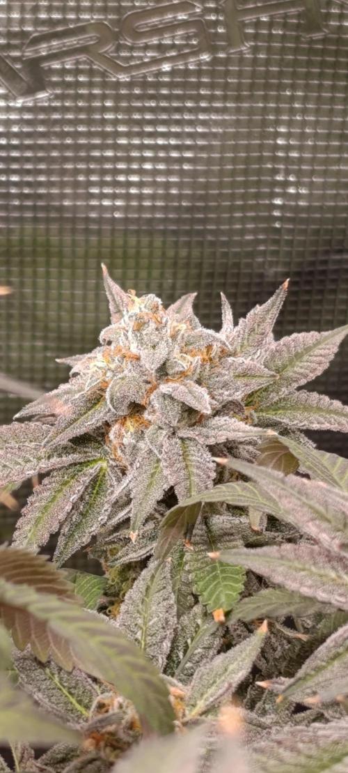 Cherry strudel Sherbisnky/Sensi seeds. Week 13