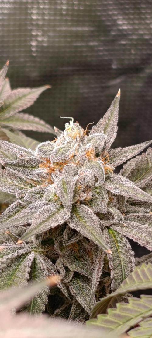 Cherry strudel Sherbisnky/Sensi seeds. Week 13