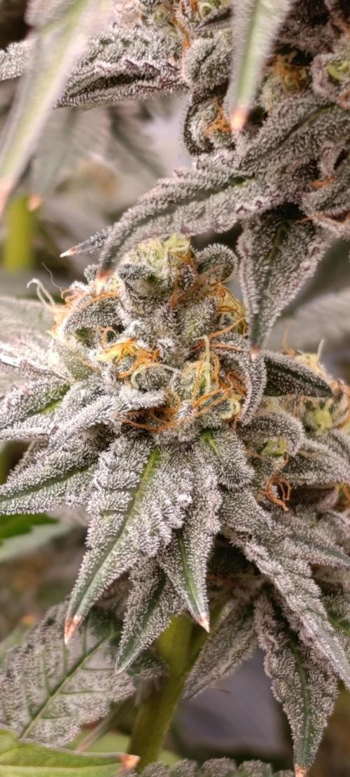 Cherry strudel Sherbisnky/Sensi seeds. Week 13