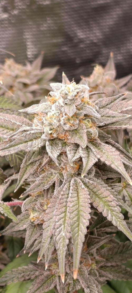 Cherry strudel Sherbisnky/Sensi seeds. Week 13