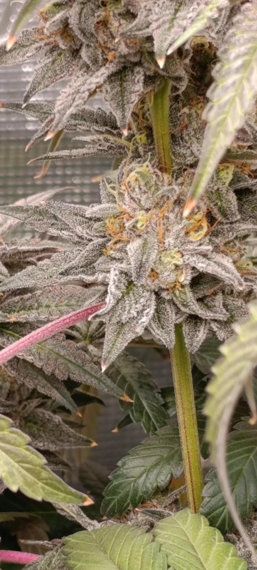 Cherry strudel Sherbisnky/Sensi seeds. Week 13