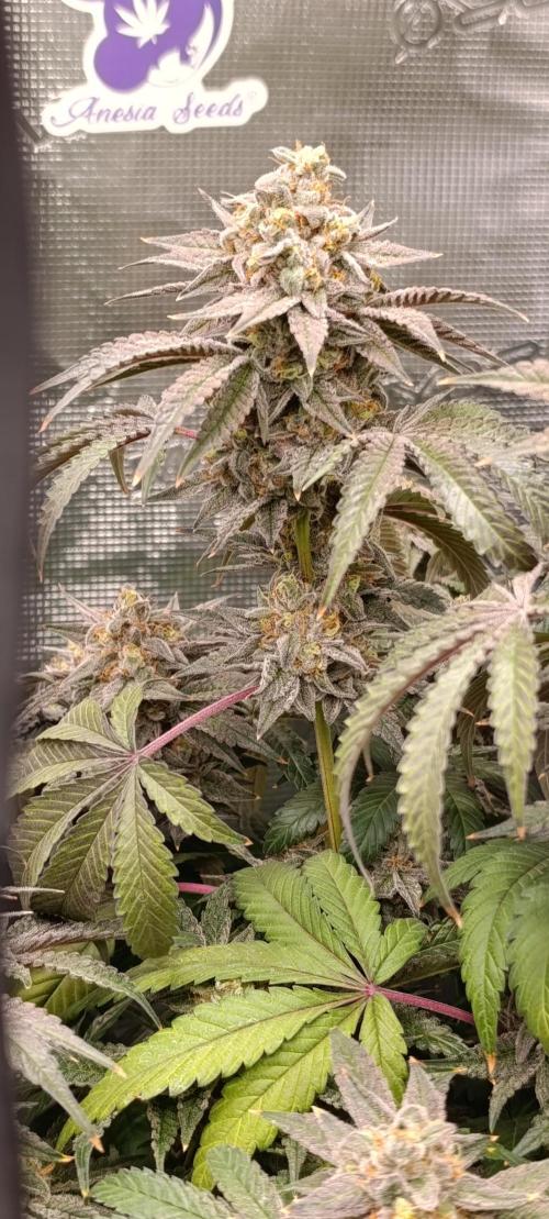 Cherry strudel Sherbisnky/Sensi seeds. Week 13