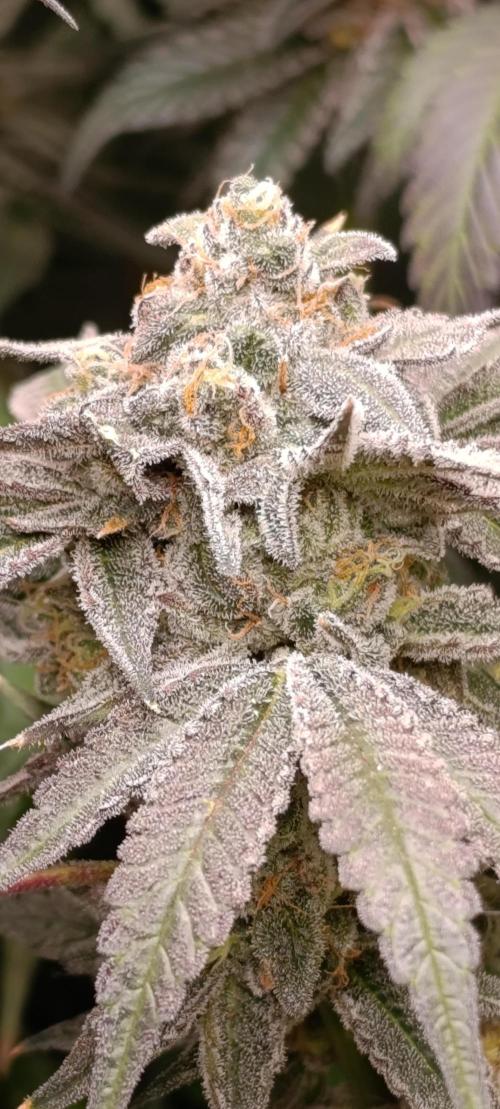 Cherry strudel Sherbisnky/Sensi seeds. Week 13
