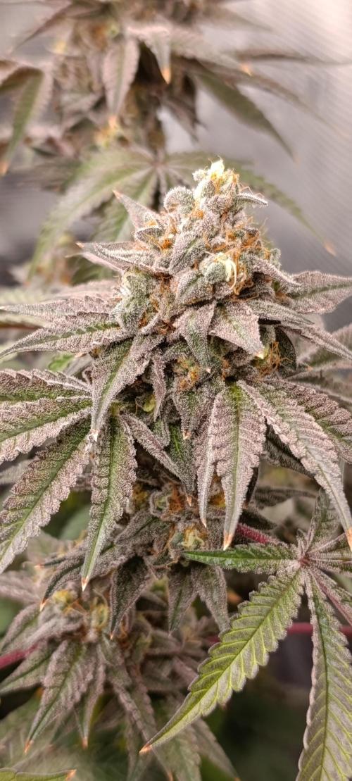 Cherry strudel Sherbisnky/Sensi seeds. Week 13