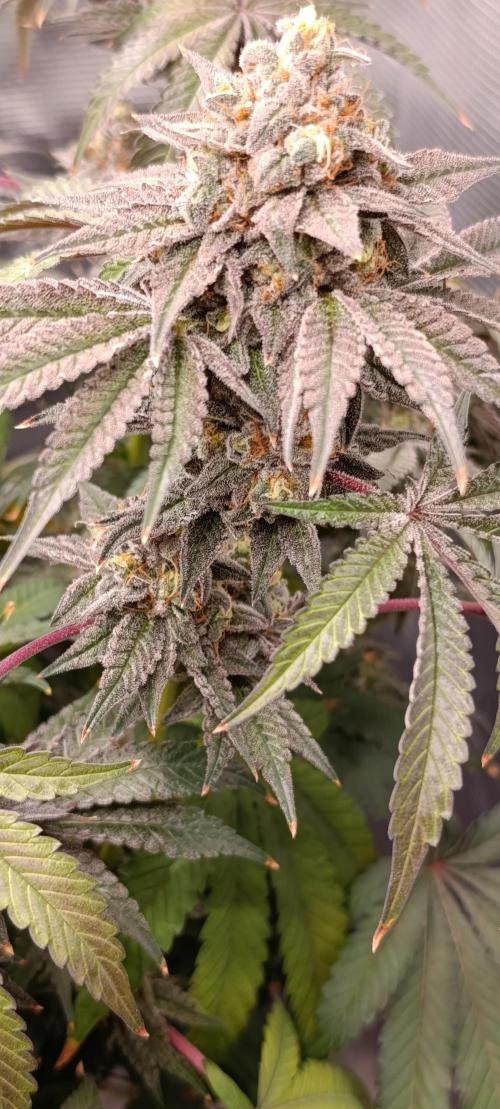 Cherry strudel Sherbisnky/Sensi seeds. Week 13