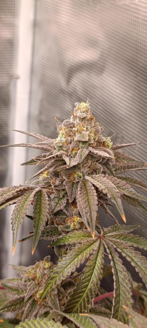 Cherry strudel Sherbisnky/Sensi seeds. Week 13