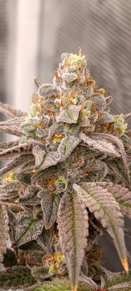 Cherry strudel Sherbisnky/Sensi seeds. Week 13
