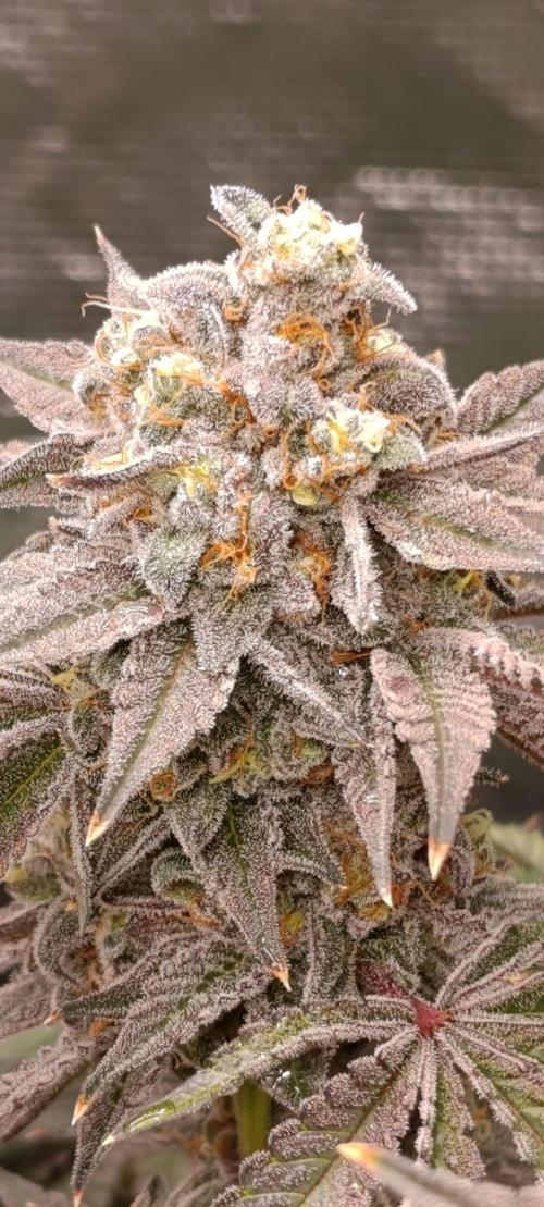 Cherry strudel Sherbisnky/Sensi seeds. Week 13