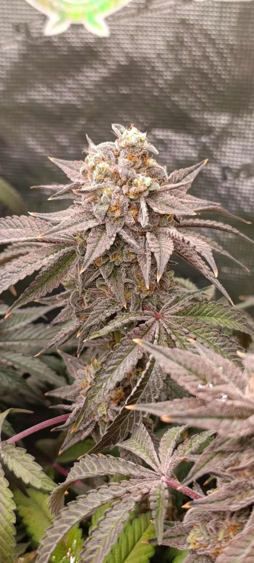 Cherry strudel Sherbisnky/Sensi seeds. Week 13
