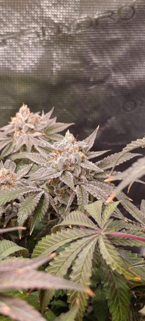 Cherry strudel Sherbisnky/Sensi seeds. Week 13