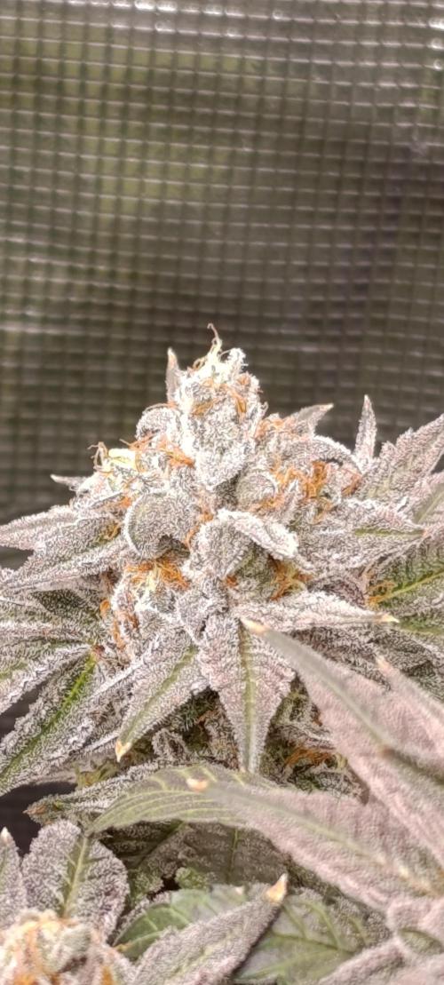 Cherry strudel Sherbisnky/Sensi seeds. Week 13